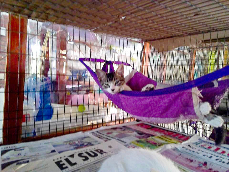 Waiting to be adopted