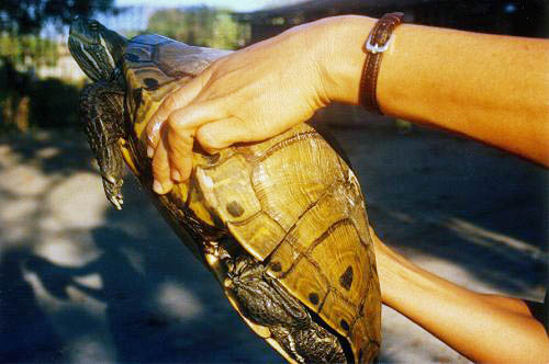Estuarine turtle with a cracked shell